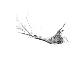 fallen tree by Rachel Goodyear