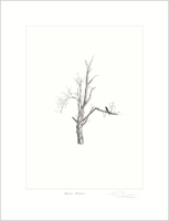 awn Chrous - broken branch by Rachel Goodyear